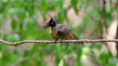 Der-Bulbul-Mit-Schwarzem-Schopf-Ist-Berühmt-Für-Seinen-Punkigen-Schwarzen-Kamm-Und-Gelben-Körper,-Der-Ihn-Für-Vogelbeobachter-Aus-Der-Ganzen-Welt-Begehrt-Macht