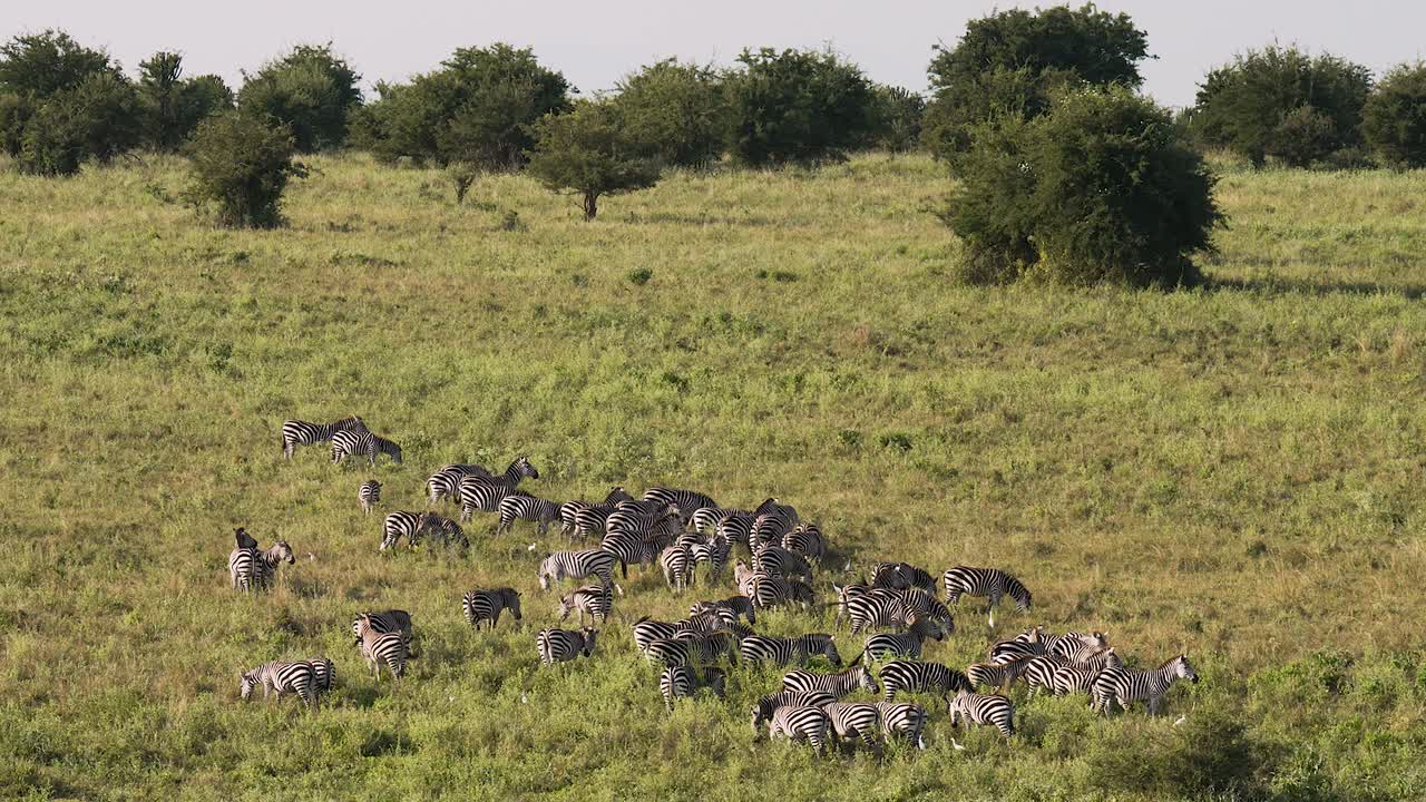 Large Herd of Zebras grazing on fresh green grass in Serengeti National Park in Tanzania during the big migration