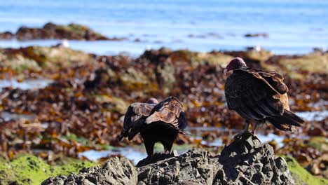 rear view of vultures walking up to basalt rock overlooking kelp on beach