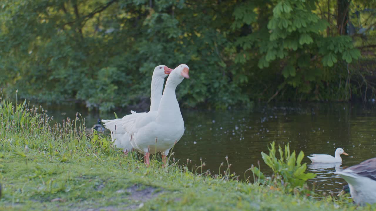 gansos blancos aves animales pastando en el entorno natural en estilo cinematográfico de vida silvestre
