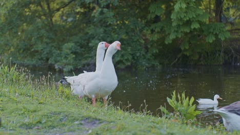 Gansos-Blancos,-Pájaros,-Animales-Pastando-En-Un-Entorno-Natural-Al-Estilo-Cinematográfico-De-Vida-Salvaje.