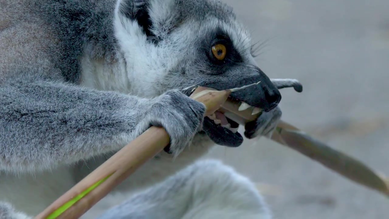 Close-up van een ringstaartmaki die een plantenstengel eet