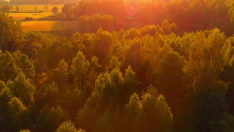 Maravillosa-Vista-Aérea-De-Drones-Del-Bosque-Amarillo-Anaranjado-De-La-Hora-Dorada-Al-Atardecer