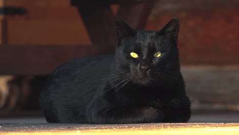 a black cat is lying on a plank floor