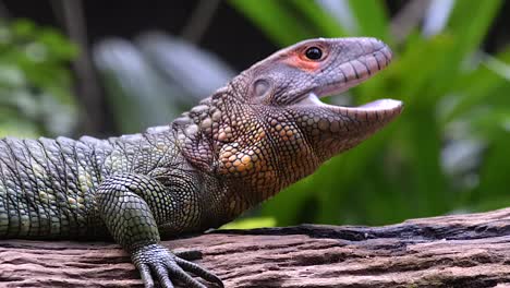 caiman lizard is yawning on a trunk, half body side view shot, blurred background, fixed shot