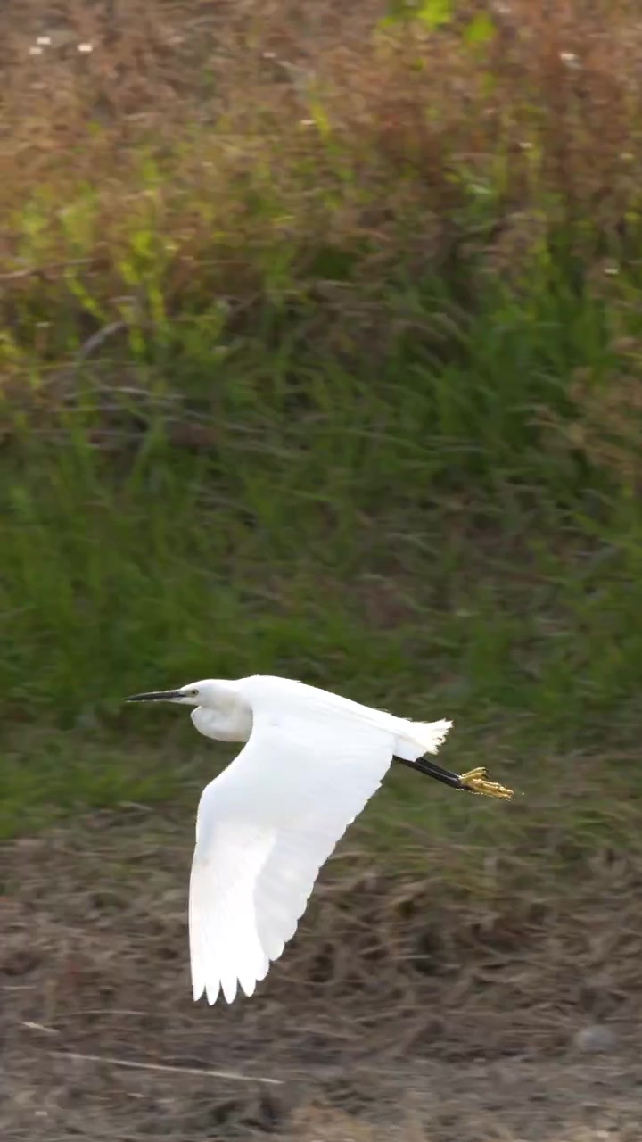 Un airone bianco vola basso sopra la riva di un fiume con uno sfondo erboso, in luce naturale.