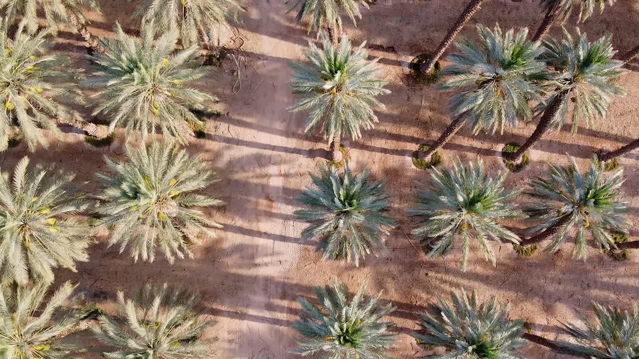 Sustainable agriculture, tropical date palms growing in desert farm, birds eye view
