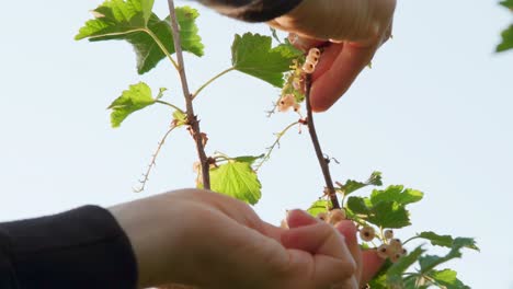 Man-collecting-berries-from-a-white-currant-bush