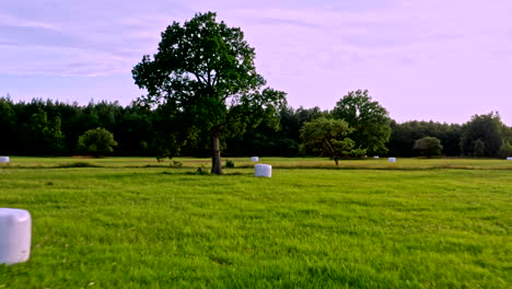 Flying low over a field between oak trees