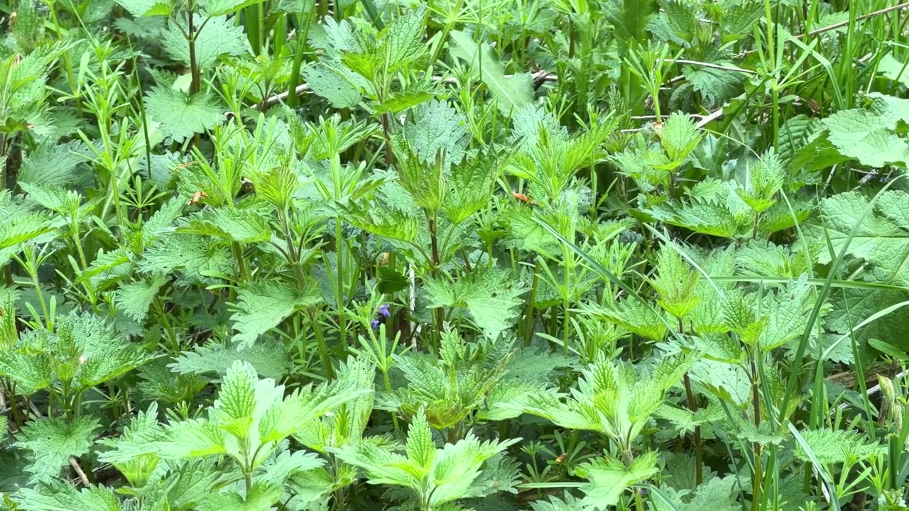鮮やかな緑の葉を持つ若いイラクサの植物が、春のそよ風に優しく揺れている。