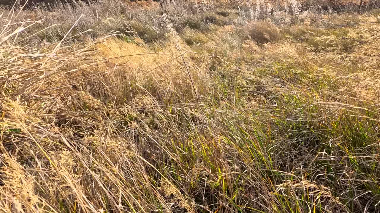 Camera moves steadily through tall, dry autumn grasses swaying in strong wind, illuminated by warm sunlight. Natural outdoor setting, golden tones, dynamic movement