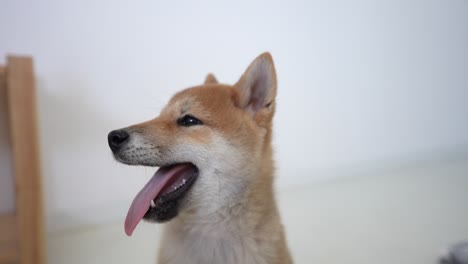 Funny-Shiba-Inu-cub-smiling