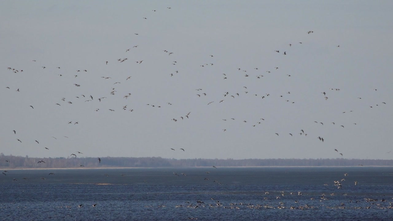 Wide view of a calm lake with numerous birds gathered on shallow water and shoreline, with more birds flying above and a forested horizon in the distance.