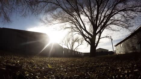 time lapse - tree in a yard full on leafs on the ground as the clouds float by in the background