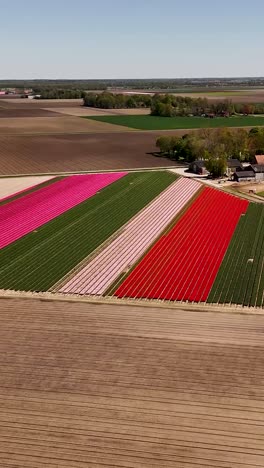 vista aérea de los coloridos campos de tulipanes