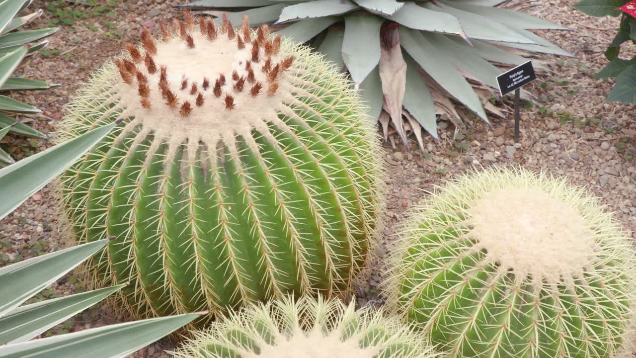 열대 건조 한 정원 에 있는 골든 배럴 투스 (echinocactus grusonii) 어리