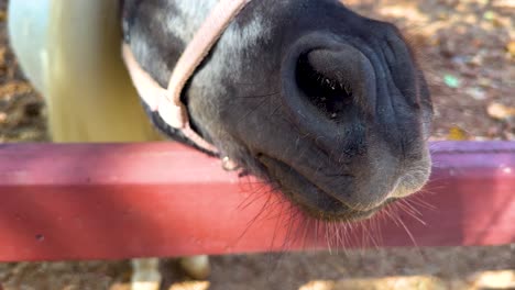 horse nose exploring over a red fence