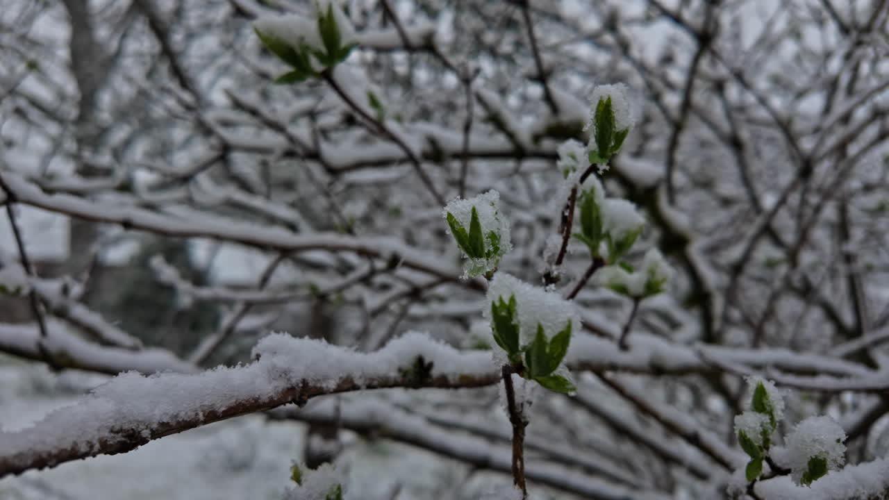 緑の花で雪が降っている冬の木,近づいて