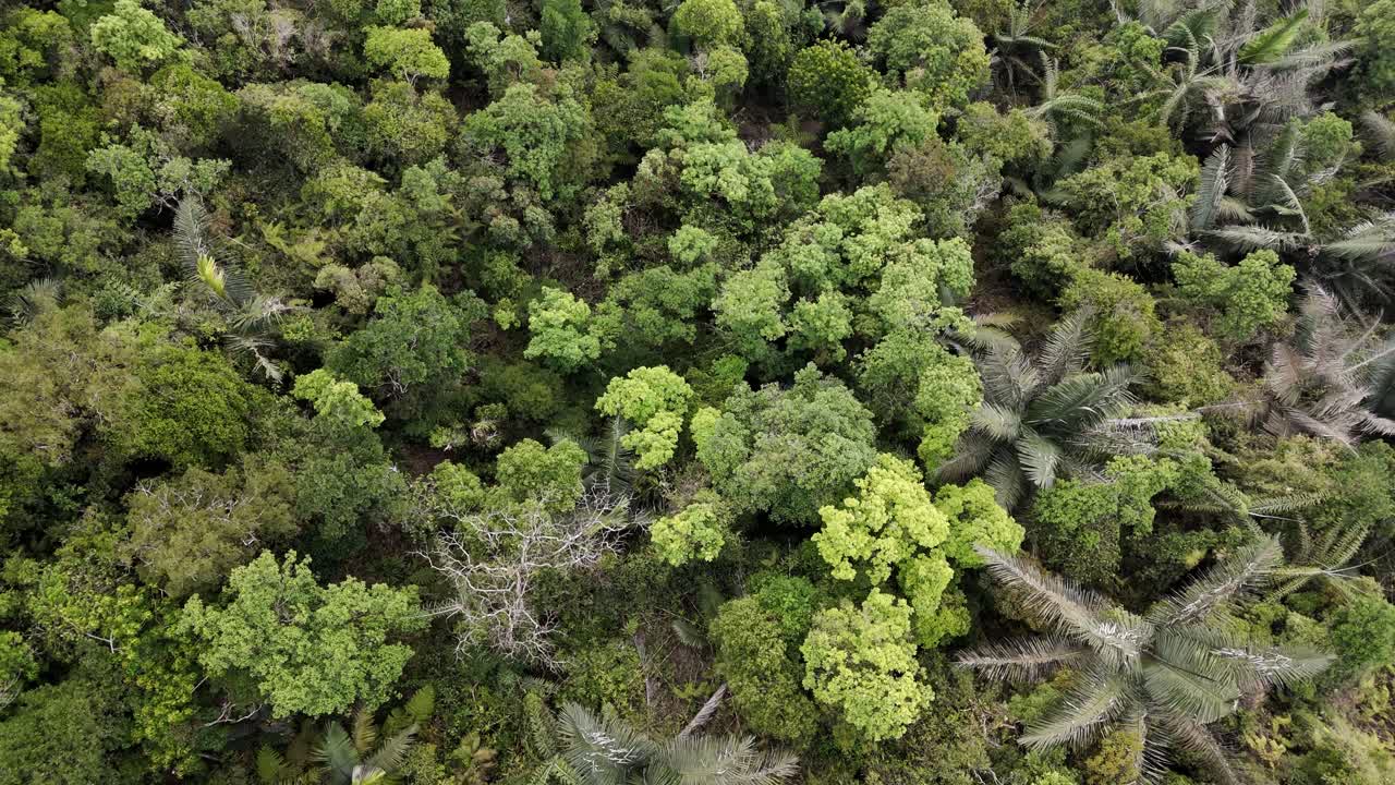 Aerial View of a Dense Tropical Forest