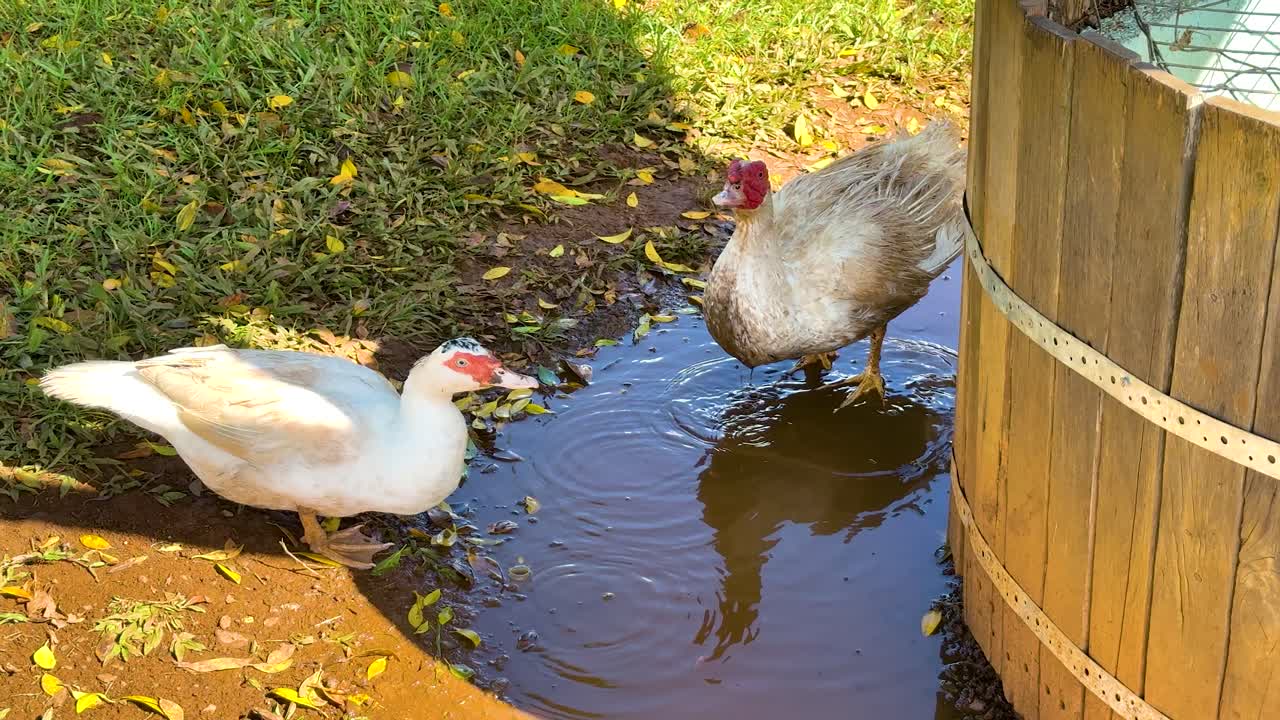 Two ducks drink from a puddle beside a wooden barrel on a sunny farm