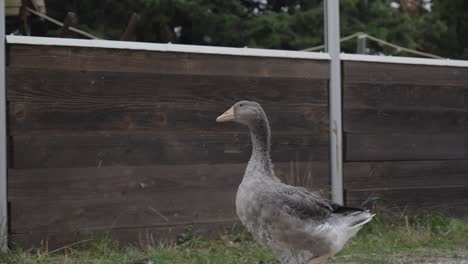 grey goose on a farm