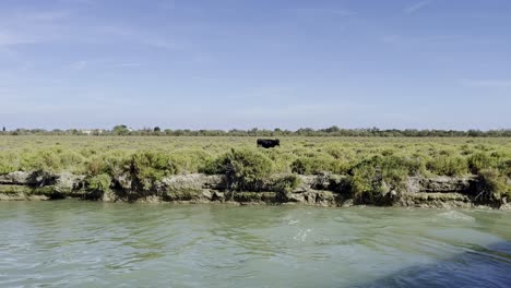 lonely black ox runs through garasland along a river through the sun in france