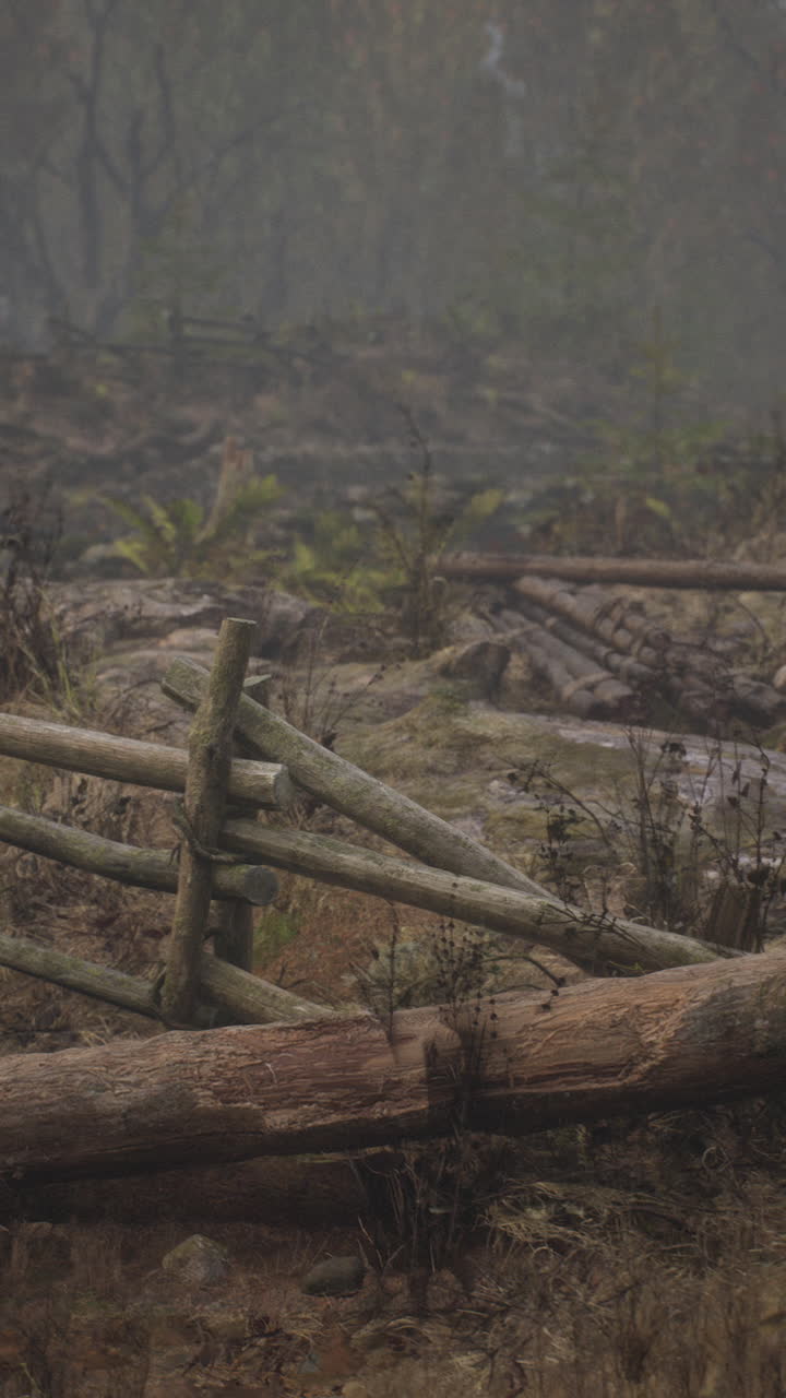 Foresta nebbiosa con staccionata in legno
