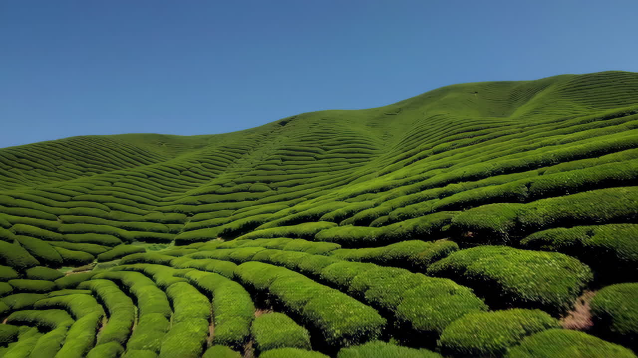 緑茶のプランテーション