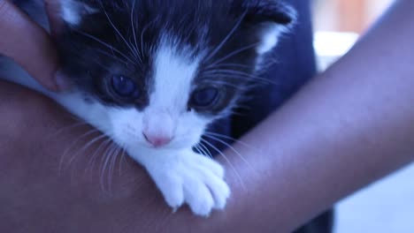 a close up shot of a black and white kitten that is held and stroked as it looks around