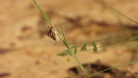 Schmetterling---Entspannend---Gras---Gold