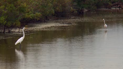 Shallow-Pond-With-Great-Egrets-In-Blackwater-National-Wildlife-Refuge,-Maryland---Wide-Shot