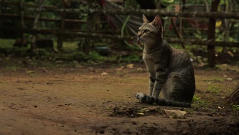 Gato-Atigrado-Sentado-Tranquilamente-Mirando-A-Su-Alrededor