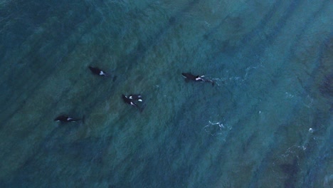 vista aérea de las orcas, en un mar azul poco profundo, en la patagonia - de arriba hacia abajo, disparo de drones - orcinus orca