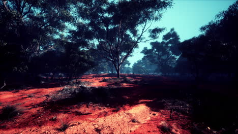 mystical australian forest landscape
