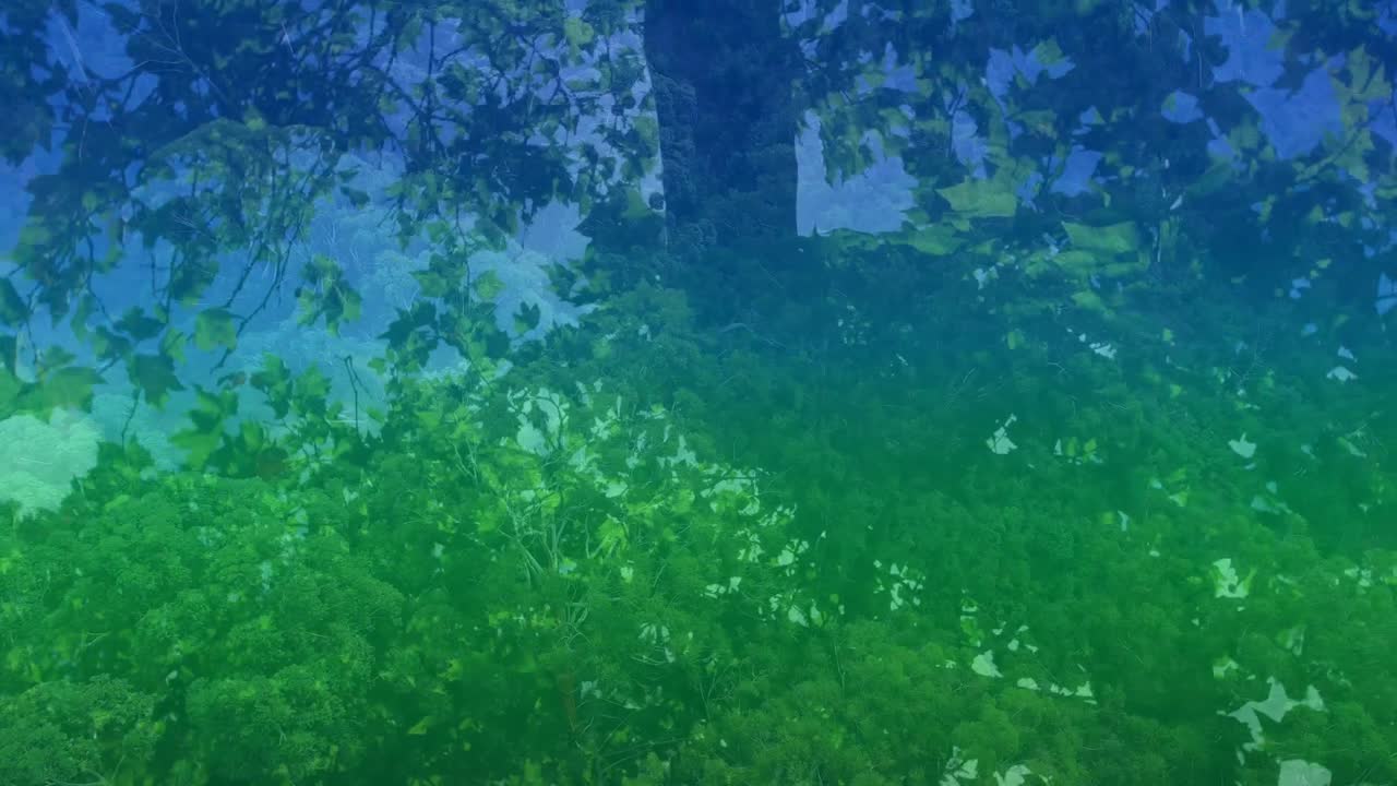 숲 위의 다채로운 빛의 애니메이션