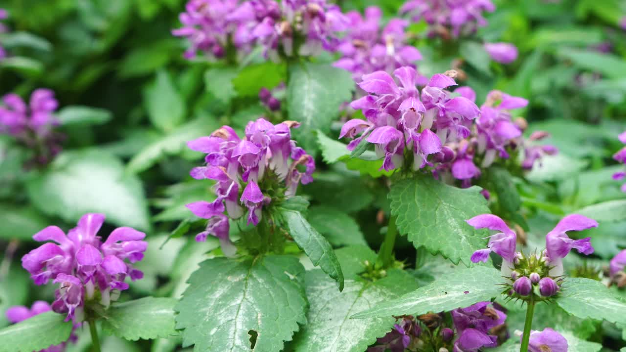 Lamium plant with pink or purple flowers blooming in the spring time. Dead Nettles flowering botanical plant good for shady areas in the landscape or flower beds. Close up of pink or purple blooms.