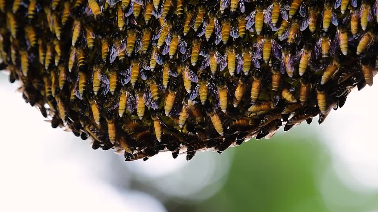 se sabe que las abejas melíferas gigantes construyen grandes colonias de nidos con bolsillos simétricos hechos de cera para almacenar miel como fuente de alimento.