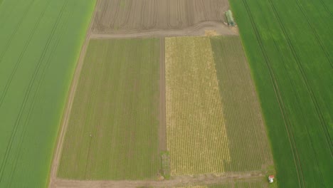 Volando-Sobre-El-Campo-De-Fresas-En-Letonia-Con-Diferentes-Colores