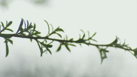 una gota de agua cae de la rama de un árbol