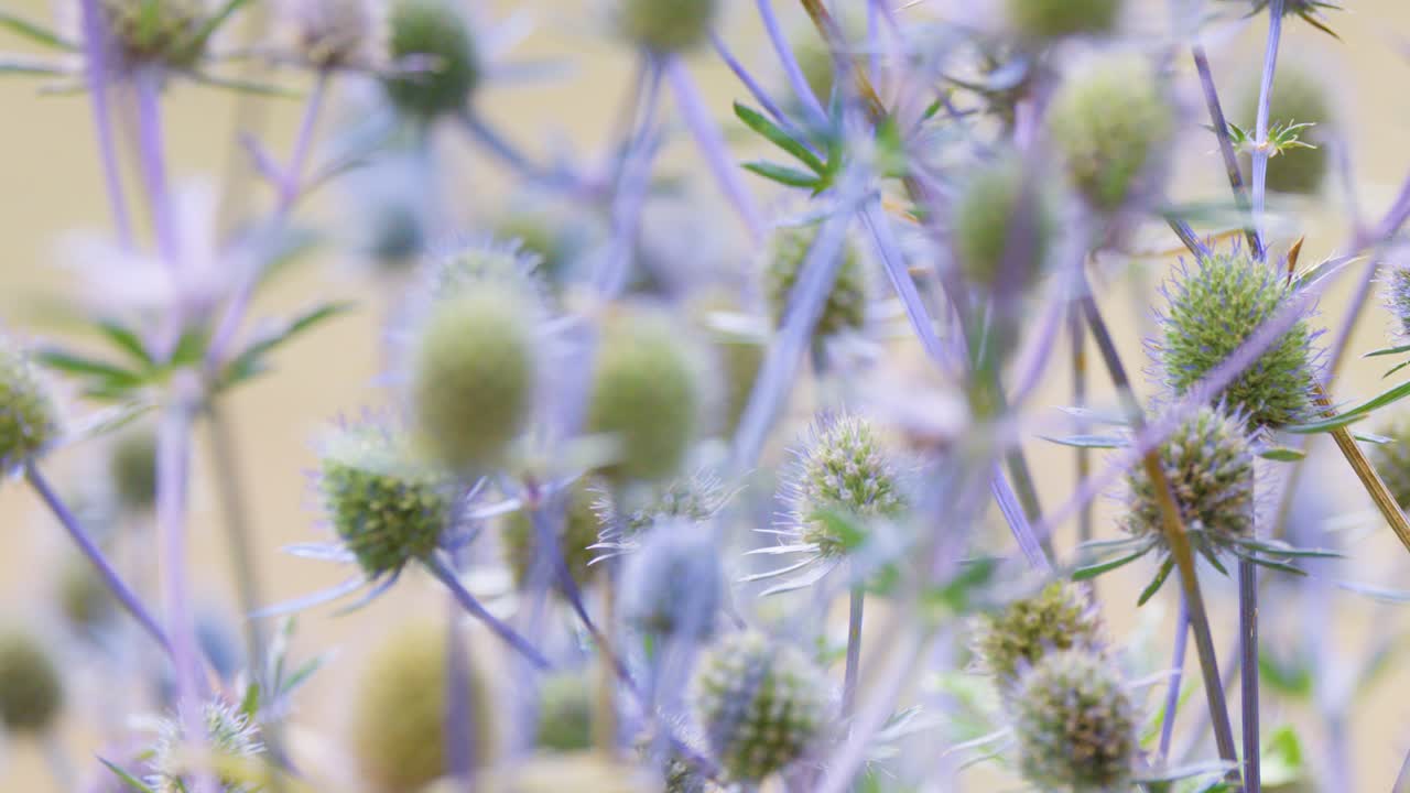 Close-up of lavender thistle species gently moving in a garden, with a blurred background and soft natural lighting. Subtle camera movement enhances dreamy atmosphere
