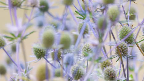 close-up of lavender thistle species gently moving in a garden, with a blurred background and soft natural lighting. subtle camera movement enhances dreamy atmosphere