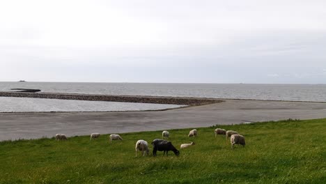 sheep at the dike at the peninsula nordstrand, schleswig-holstein, germany