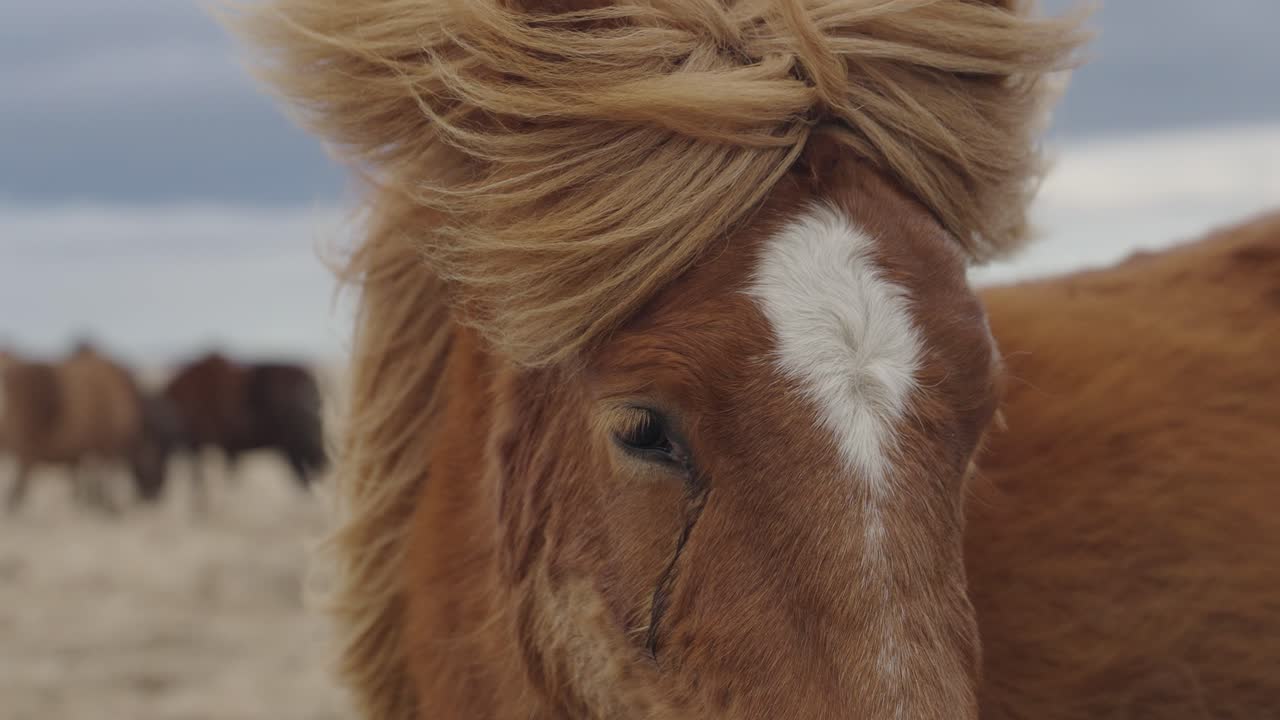 castaño con melena de lino caballo islandés de cerca durante un día ventoso