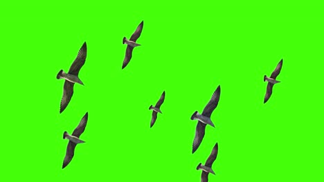 seagull flying over the head on chroma key