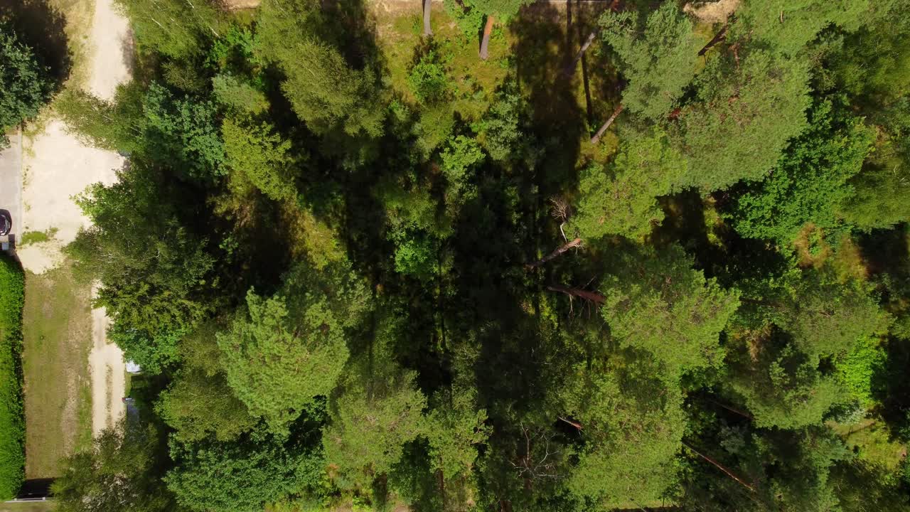 bosque verde vibrante en un día soleado, vista aérea de arriba hacia abajo