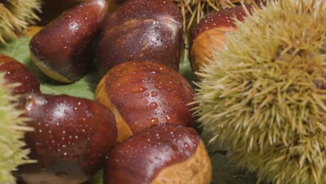 Fruto-De-Castaño-Contenido-En-Una-Cúpula-Espinosa-Muy-Afilada