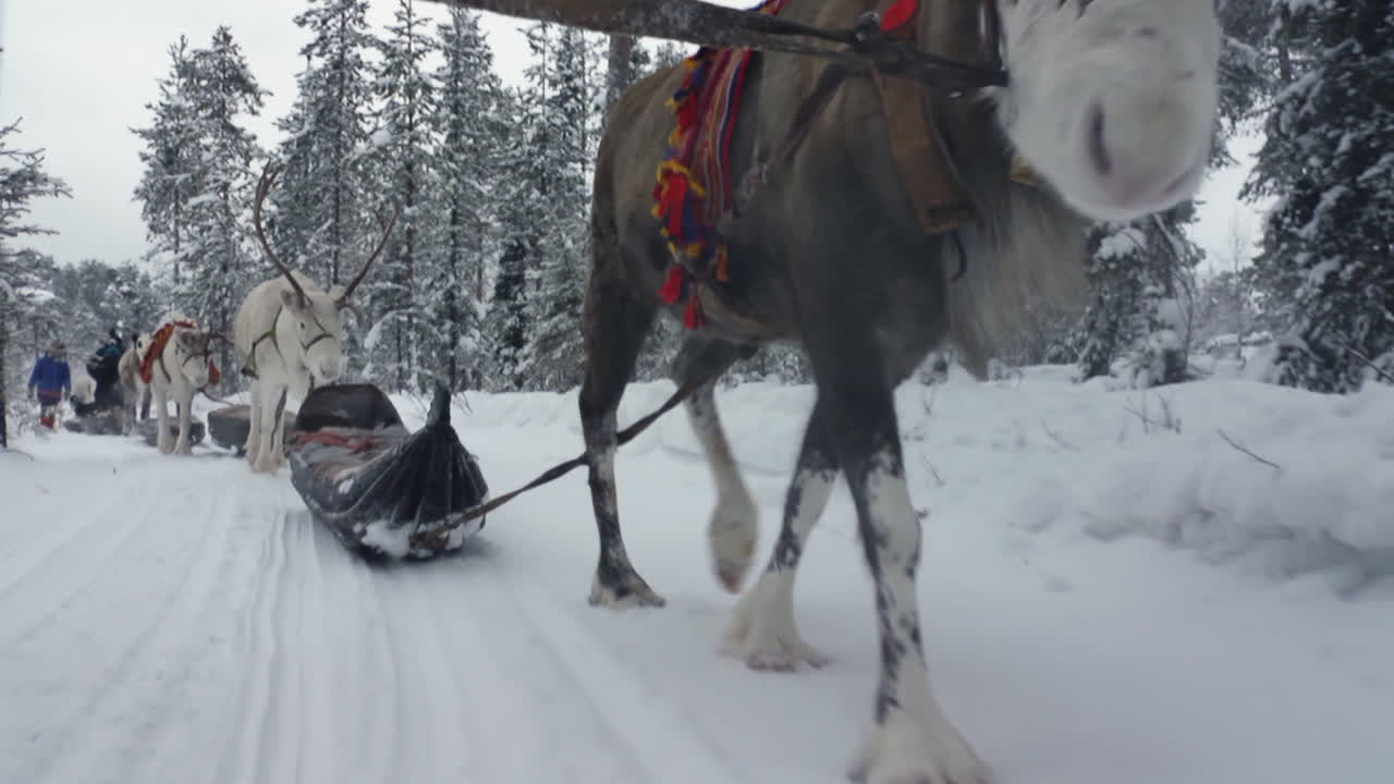 Reinsdyr går på en snødekt sti
