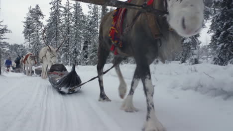 reindeer walking on snowy trail