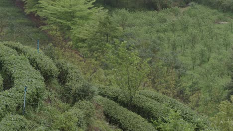 Chinesische-Grüntee-Terrassen-Am-Berghang-An-Einem-Windigen-Tag