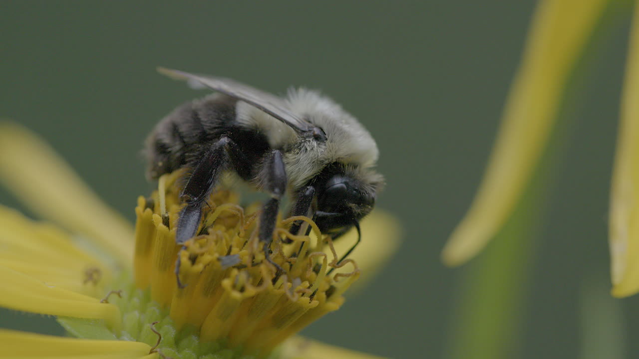 Closeup of a bee harvesting pollen from a yellow flower